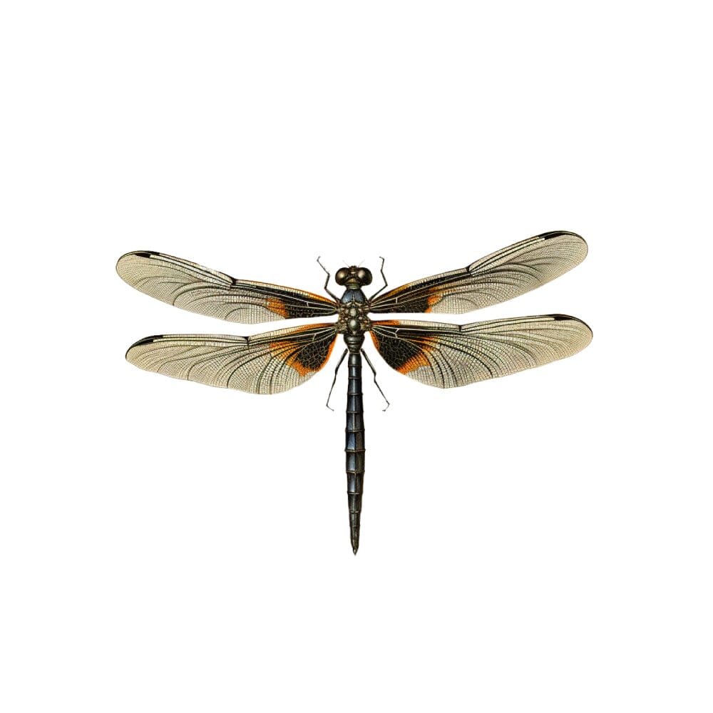 Vintage Dragonfly Temporary Tattoos Momentary Ink 
