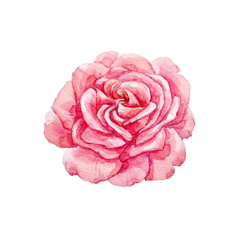 Cabbage Rose Temporary Tattoo Momentary Ink