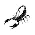 Scorpion Temporary Tattoo Momentary Ink